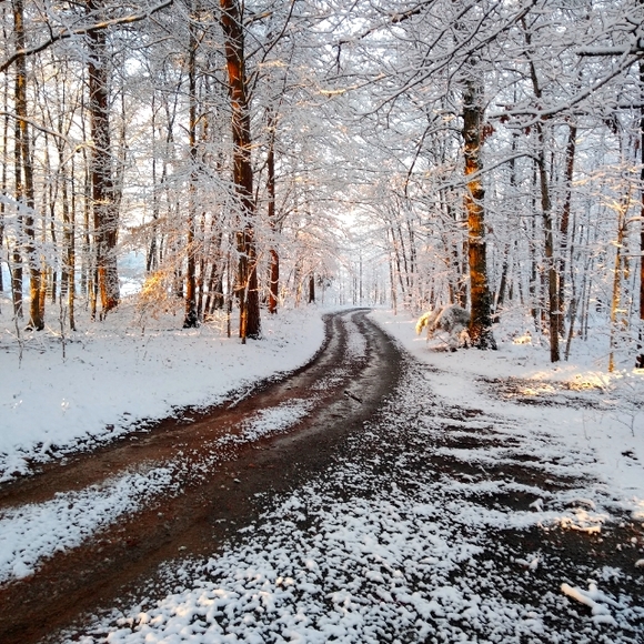 Meet your Posher, Rose - Picture 4 of 5